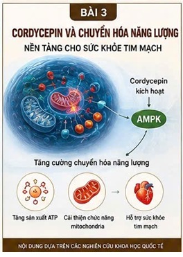 CORDYCEPIN VÀ NỘI MÔ MẠCH MÁU (ENDOTHELIUM) – “CƠ QUAN BÍ MẬT” QUYẾT ĐỊNH SỨC KHỎE TIM MẠCH