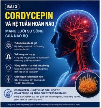 CORDYCEPIN VÀ HỆ TUẦN HOÀN NÃO – MẠNG LƯỚI SỰ SỐNG CỦA NÃO BỘ