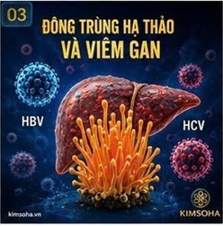 ĐÔNG TRÙNG HẠ THẢO CÓ THỂ HỖ TRỢ NGƯỜI BỆNH VIÊM GAN B MẠN TÍNH HAY KHÔNG?