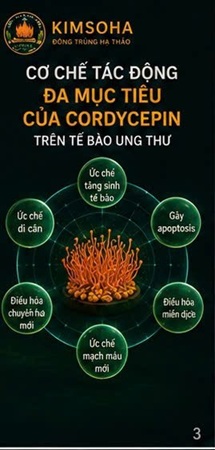CORDYCEPIN TRONG NGHIÊN CỨU UNG THƯ PHỔI – NHỮNG BẰNG CHỨNG KHOA HỌC HIỆN NAY NÓI GÌ?