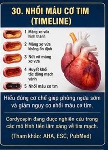 CORDYCEPIN VÀ NGUY CƠ NHỒI MÁU CƠ TIM – GÓC NHÌN TỪ XƠ VỮA ĐỘNG MẠCH