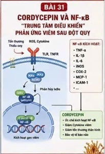 CORDYCEPIN VÀ NLRP3 INFLAMMASOME – “CÔNG TẮC BÁO ĐỘNG” CỦA PHẢN ỨNG VIÊM SAU ĐỘT QUỴ NÃO