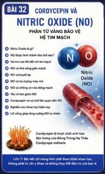 CORDYCEPIN VÀ NITRIC OXIDE (NO) – PHÂN TỬ GIÃN MẠCH QUAN TRỌNG CỦA HỆ TIM MẠCH