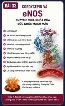 CORDYCEPIN VÀ eNOS – ENZYME TẠO NITRIC OXIDE TRONG NỘI MÔ MẠCH MÁU