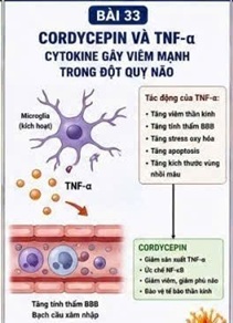 CORDYCEPIN VÀ CASPASE-1 – ENZYME TRUNG TÂM KÍCH HOẠT PHẢN ỨNG VIÊM SAU ĐỘT QUỴ NÃO