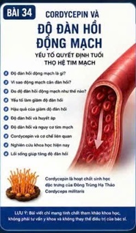 CORDYCEPIN VÀ ĐỘ ĐÀN HỒI ĐỘNG MẠCH – CHỈ SỐ PHẢN ÁNH TUỔI SINH HỌC CỦA MẠCH MÁU