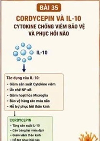 CORDYCEPIN VÀ IL-1β – CYTOKINE VIÊM QUAN TRỌNG TRONG TỔN THƯƠNG NÃO SAU ĐỘT QUỴ