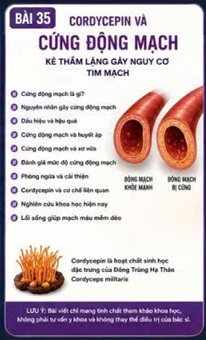 CORDYCEPIN VÀ TÌNH TRẠNG CỨNG ĐỘNG MẠCH (ARTERIAL STIFFNESS) – DẤU HIỆU LÃO HÓA THẦM LẶNG CỦA HỆ TIM MẠCH