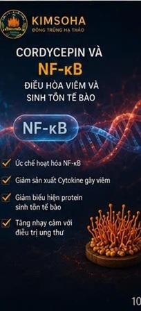 CORDYCEPIN VÀ NF-κB – YẾU TỐ ĐIỀU HÒA VIÊM VÀ SINH TỒN TẾ BÀO TRONG UNG THƯ HỌC HIỆN ĐẠI