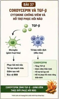 CORDYCEPIN VÀ TNF-α – “CHẤT KHUẾCH ĐẠI VIÊM” QUAN TRỌNG TRONG ĐỘT QUỴ NÃO