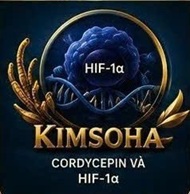CORDYCEPIN VÀ HIF-1α – YẾU TỐ TRUNG TÂM GIÚP TẾ BÀO UNG THƯ THÍCH NGHI VỚI MÔI TRƯỜNG THIẾU OXY