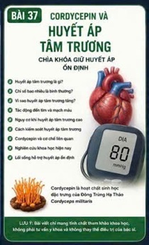CORDYCEPIN VÀ HUYẾT ÁP TÂM TRƯƠNG – Ý NGHĨA TRONG ĐÁNH GIÁ SỨC KHỎE TUẦN HOÀN