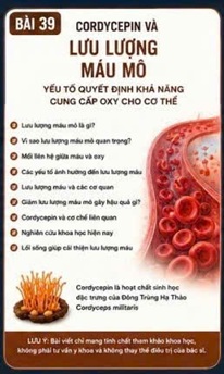 CORDYCEPIN VÀ LƯU LƯỢNG MÁU MÔ – YẾU TỐ QUYẾT ĐỊNH KHẢ NĂNG CUNG CẤP OXY CHO CƠ THỂ