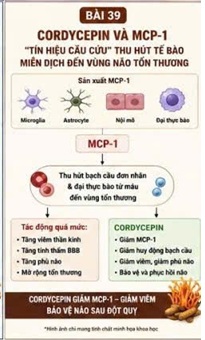 Tuy nhiên, cần nhấn mạnh rằng phần lớn dữ liệu hiện nay vẫn đến từ nghiên cứu trên tế bào và động vật thực nghiệm. Hiện chưa có đủ bằng chứng lâm sàng để khẳng định Cordycepin có tác dụng điều trị hoặc phòng ngừa đột quỵ ở người. Kết luận MCP-1 là một Che