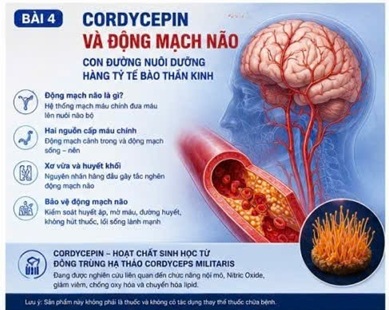 CORDYCEPIN VÀ ĐỘNG MẠCH NÃO – CON ĐƯỜNG NUÔI DƯỠNG HÀNG TỶ TẾ BÀO THẦN KINH