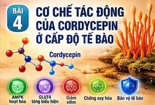 CORDYCEPIN VÀ TẾ BÀO BETA TUYẾN TỤY – “NHÀ MÁY SẢN XUẤT INSULIN” CỦA CƠ THỂ