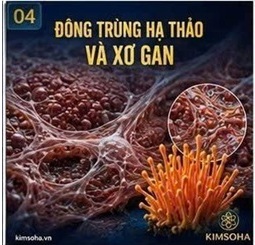 ĐÔNG TRÙNG HẠ THẢO VÀ XƠ GAN: GÓC NHÌN TỪ CÁC NGHIÊN CỨU THỰC NGHIỆM