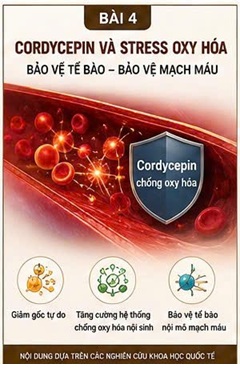CORDYCEPIN VÀ TUẦN HOÀN MÁU – HỆ THỐNG VẬN CHUYỂN DUY TRÌ SỰ SỐNG CỦA CƠ THỂ
