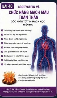 CORDYCEPIN VÀ CHỨC NĂNG MẠCH MÁU TOÀN THÂN – GÓC NHÌN TỪ TIM MẠCH HỌC HIỆN ĐẠI