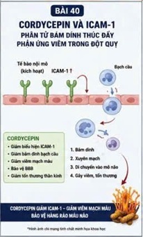 CORDYCEPIN VÀ ICAM-1 – PHÂN TỬ BÁM DÍNH THÚC ĐẨY PHẢN ỨNG VIÊM TRONG ĐỘT QUỴ NÃO