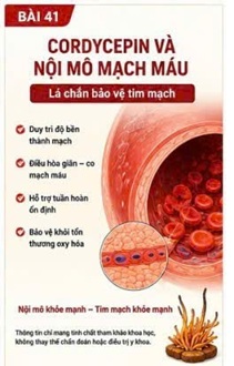 CORDYCEPIN VÀ THIẾU MÁU CƠ TIM – KHI TRÁI TIM KHÔNG NHẬN ĐỦ OXY