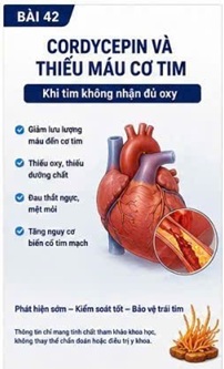 CORDYCEPIN VÀ BỆNH ĐỘNG MẠCH VÀNH – NGUYÊN NHÂN HÀNG ĐẦU GÂY TỬ VONG TIM MẠCH