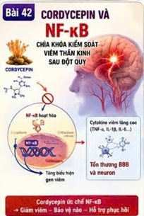 đông trùng hạ thảo