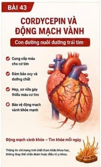 CORDYCEPIN VÀ NHỒI MÁU CƠ TIM – HIỂU ĐÚNG VỀ CƠN ĐAU TIM CẤP TÍNH