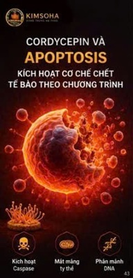 CORDYCEPIN VÀ TẾ BÀO T ĐIỀU HÒA (REGULATORY T CELLS - TREGs) TRONG UNG THƯ HỌC HIỆN ĐẠI