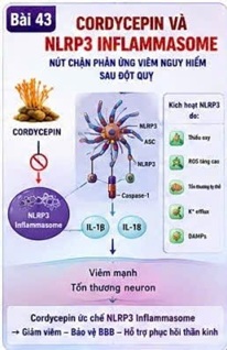 Đông trùng hạ thảo