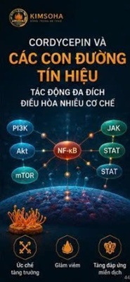 CORDYCEPIN VÀ CYTOKINE TRONG UNG THƯ – NHỮNG "SỨ GIẢ HÓA HỌC" ĐIỀU KHIỂN VIÊM, MIỄN DỊCH VÀ TIẾN TRIỂN KHỐI U