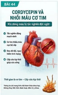 CORDYCEPIN VÀ TÁI TƯỚI MÁU CƠ TIM – ĐIỀU GÌ XẢY RA SAU KHI MẠCH VÀNH ĐƯỢC KHAI THÔNG?