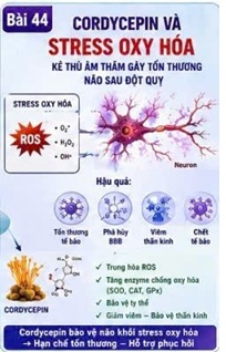 CORDYCEPIN VÀ TIMP-1 – “NGƯỜI GIỮ CÂN BẰNG” CHỐNG LẠI SỰ PHÁ HỦY HÀNG RÀO MÁU NÃO SAU ĐỘT QUỴ