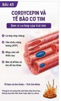CORDYCEPIN VÀ TỔN THƯƠNG TÁI TƯỚI MÁU CƠ TIM (ISCHEMIA-REPERFUSION INJURY)