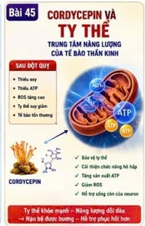 đông trùng hạ thảo