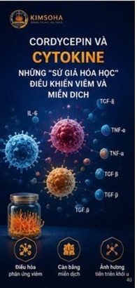 CORDYCEPIN VÀ TNF-α – MỐI LIÊN HỆ GIỮA VIÊM MẠN TÍNH, MIỄN DỊCH VÀ UNG THƯ