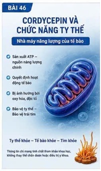 CORDYCEPIN VÀ TẾ BÀO CƠ TIM (CARDIOMYOCYTE) – ĐƠN VỊ SỐNG CÒN CỦA TRÁI TIM