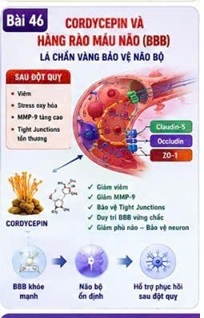CORDYCEPIN VÀ CLAUDIN-5 – “VIÊN GẠCH CHỦ LỰC” CỦA HÀNG RÀO MÁU NÃO SAU ĐỘT QUỴ