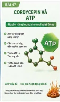 CORDYCEPIN VÀ TY THỂ CƠ TIM – NHÀ MÁY NĂNG LƯỢNG CỦA TẾ BÀO TIM