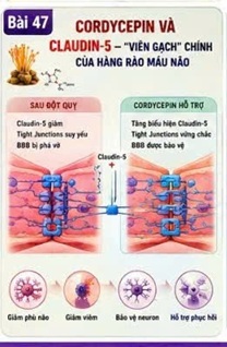 đông trùng hạ thảo kimsoha