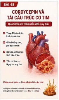 CORDYCEPIN VÀ ATP – NGUỒN NĂNG LƯỢNG CHO HOẠT ĐỘNG CO BÓP CỦA TIM