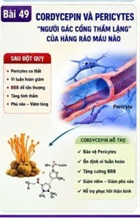 đ&ocirc;ng tr&ugrave;ng hạ thảo