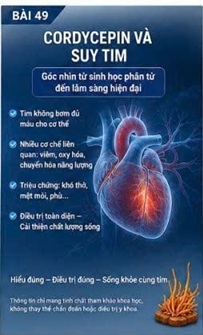 CORDYCEPIN VÀ TÁI CẤU TRÚC CƠ TIM (CARDIAC REMODELING) – QUÁ TRÌNH ÂM THẦM DẪN ĐẾN SUY TIM