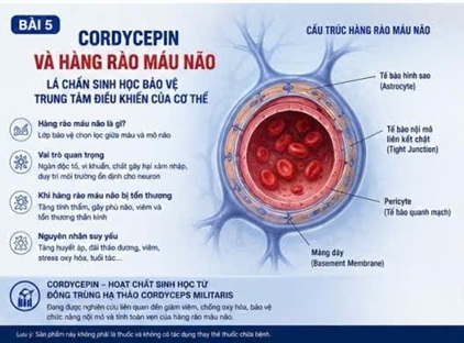 CORDYCEPIN VÀ HÀNG RÀO MÁU NÃO – LÁ CHẮN SINH HỌC BẢO VỆ TRUNG TÂM ĐIỀU KHIỂN CỦA CƠ THỂ
