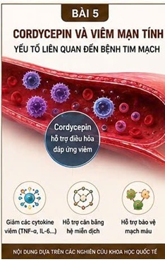 CORDYCEPIN VÀ HUYẾT ÁP – CHỈ SỐ QUAN TRỌNG PHẢN ÁNH SỨC KHỎE TIM MẠCH