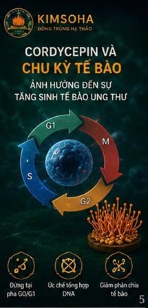 CORDYCEPIN TRONG NGHIÊN CỨU UNG THƯ GAN – NHỮNG PHÁT HIỆN KHOA HỌC ĐÁNG CHÚ Ý TỪ CORDYCEPS MILITARIS