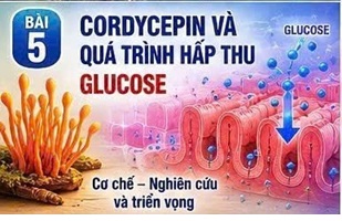 CORDYCEPIN VÀ AMPK – “CÔNG TẮC NĂNG LƯỢNG” TRONG KIỂM SOÁT ĐƯỜNG HUYẾT