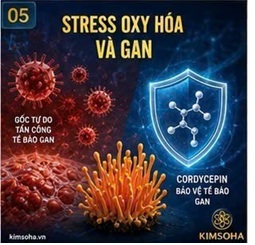 STRESS OXY HÓA VÀ GAN: VÌ SAO ĐÔNG TRÙNG HẠ THẢO ĐƯỢC CÁC NHÀ KHOA HỌC QUAN TÂM?