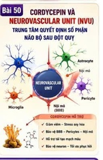 CORDYCEPIN VÀ ĐƠN VỊ THẦN KINH – MẠCH MÁU (NEUROVASCULAR UNIT) – TRUNG TÂM QUYẾT ĐỊNH SỐ PHẬN NÃO BỘ SAU ĐỘT QUỴ