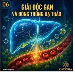 ĐÔNG TRÙNG HẠ THẢO VÀ CHỨC NĂNG GIẢI ĐỘC CỦA GAN: GÓC NHÌN TỪ CÁC NGHIÊN CỨU KHOA HỌC